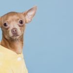 élet értelme, kutya, elegáns, szorongás, munka, stressz