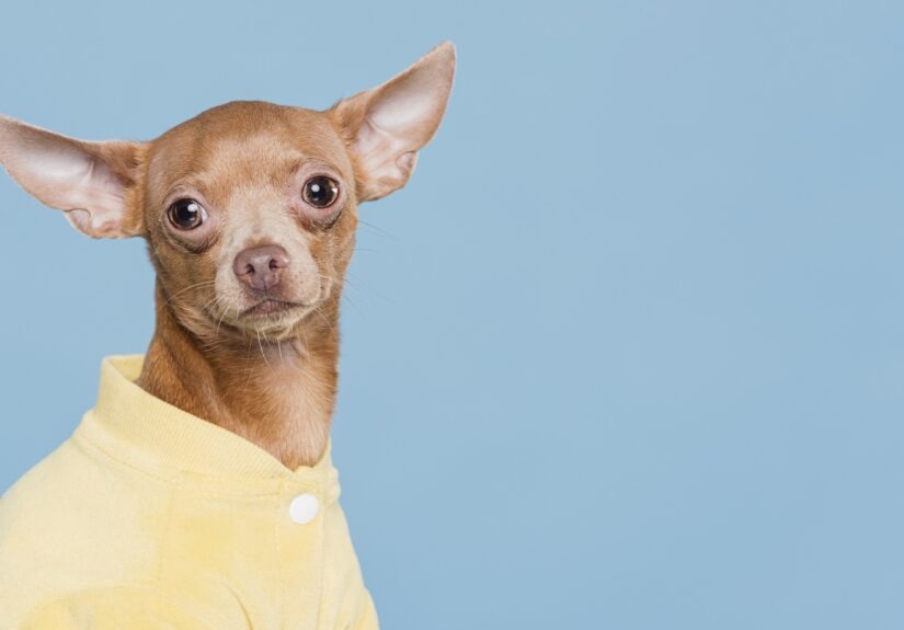 élet értelme, kutya, elegáns, szorongás, munka, stressz