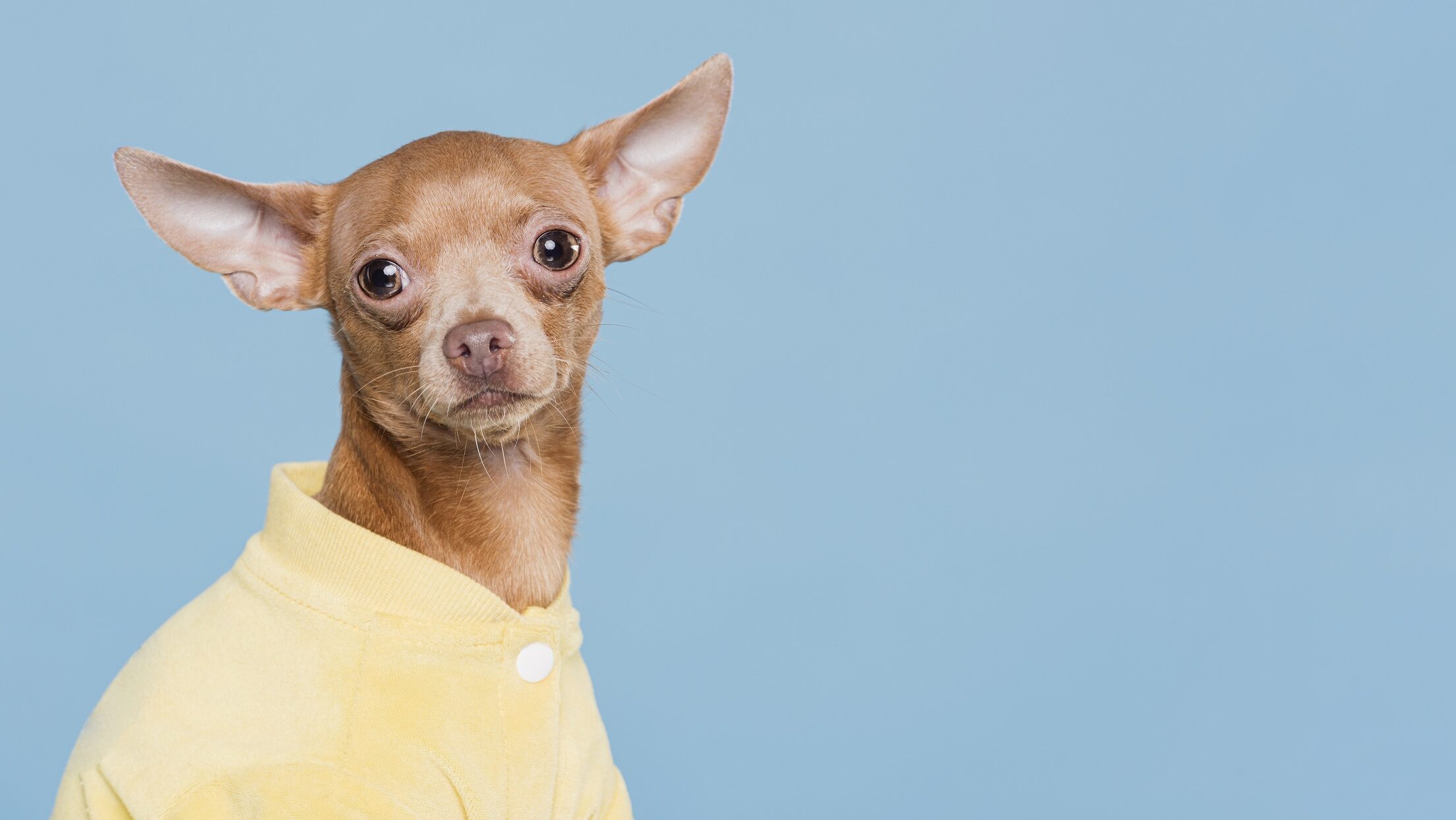 élet értelme, kutya, elegáns, szorongás, munka, stressz